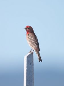 Preview wallpaper rosefinch, bird, board