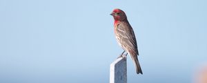 Preview wallpaper rosefinch, bird, board