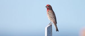 Preview wallpaper rosefinch, bird, board