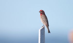 Preview wallpaper rosefinch, bird, board