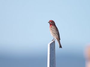 Preview wallpaper rosefinch, bird, board