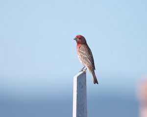 Preview wallpaper rosefinch, bird, board