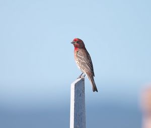 Preview wallpaper rosefinch, bird, board