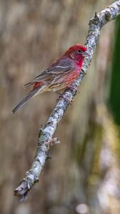 Preview wallpaper rosefinches, bird, branch