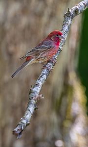 Preview wallpaper rosefinches, bird, branch