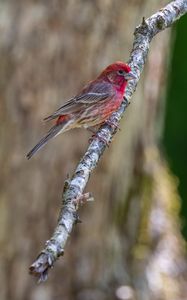 Preview wallpaper rosefinches, bird, branch