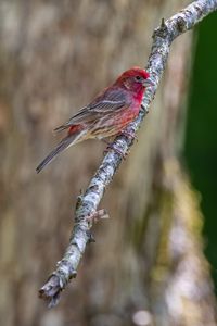 Preview wallpaper rosefinches, bird, branch