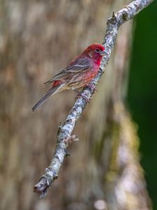 Preview wallpaper rosefinches, bird, branch