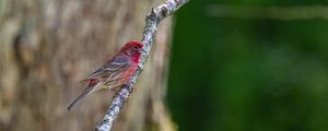 Preview wallpaper rosefinches, bird, branch