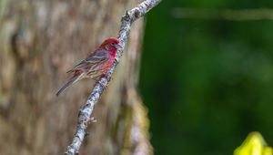 Preview wallpaper rosefinches, bird, branch