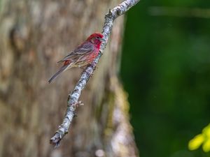 Preview wallpaper rosefinches, bird, branch