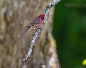 Preview wallpaper rosefinches, bird, branch