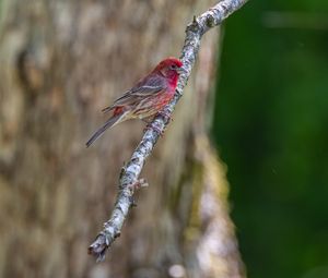 Preview wallpaper rosefinches, bird, branch