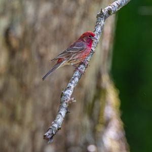 Preview wallpaper rosefinches, bird, branch