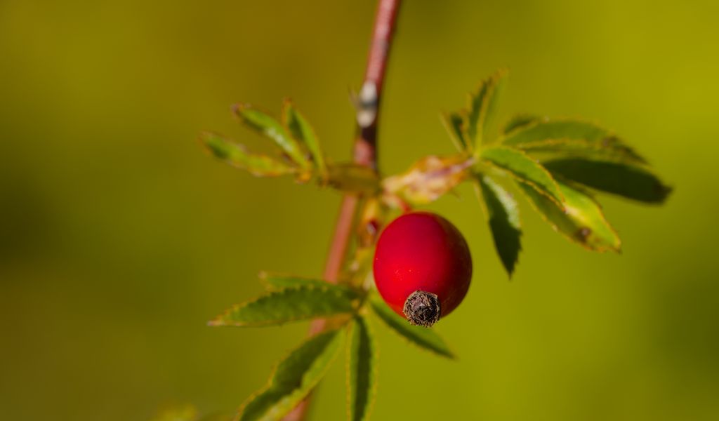 1024x600 Wallpaper rosehip, berries, leaves, branches, macro