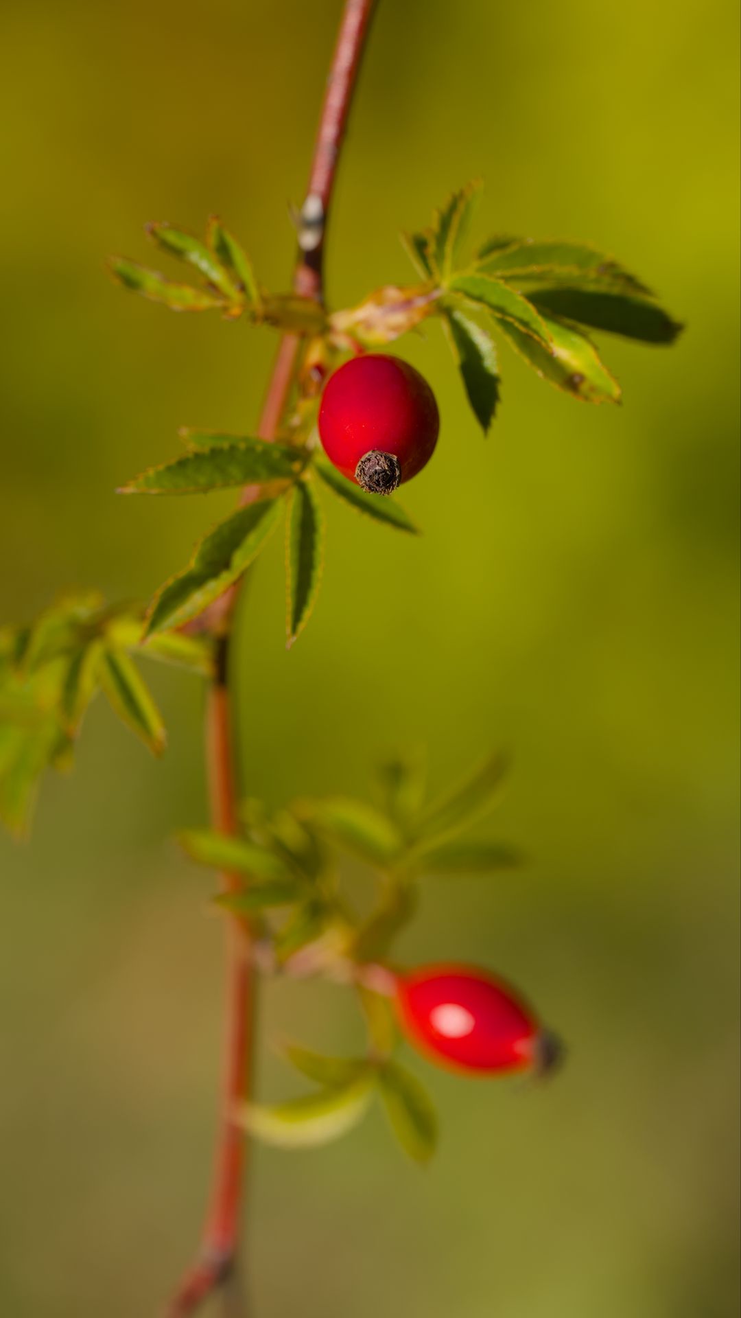 1080x1920 Wallpaper rosehip, berries, leaves, branches, macro