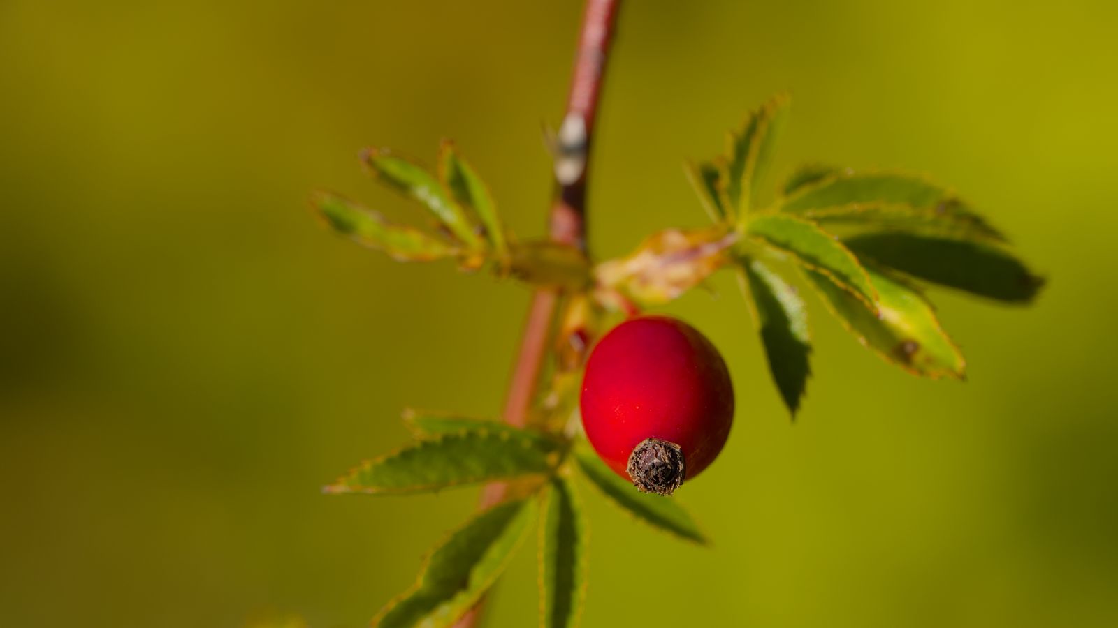 1600x900 Wallpaper rosehip, berries, leaves, branches, macro