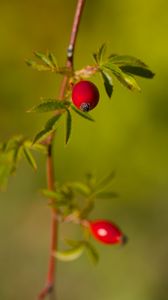 Preview wallpaper rosehip, berries, leaves, branches, macro