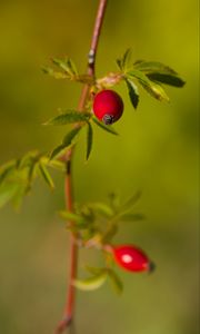 Preview wallpaper rosehip, berries, leaves, branches, macro