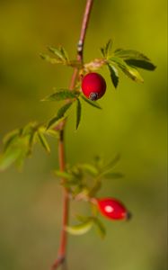 Preview wallpaper rosehip, berries, leaves, branches, macro