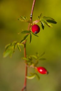Preview wallpaper rosehip, berries, leaves, branches, macro