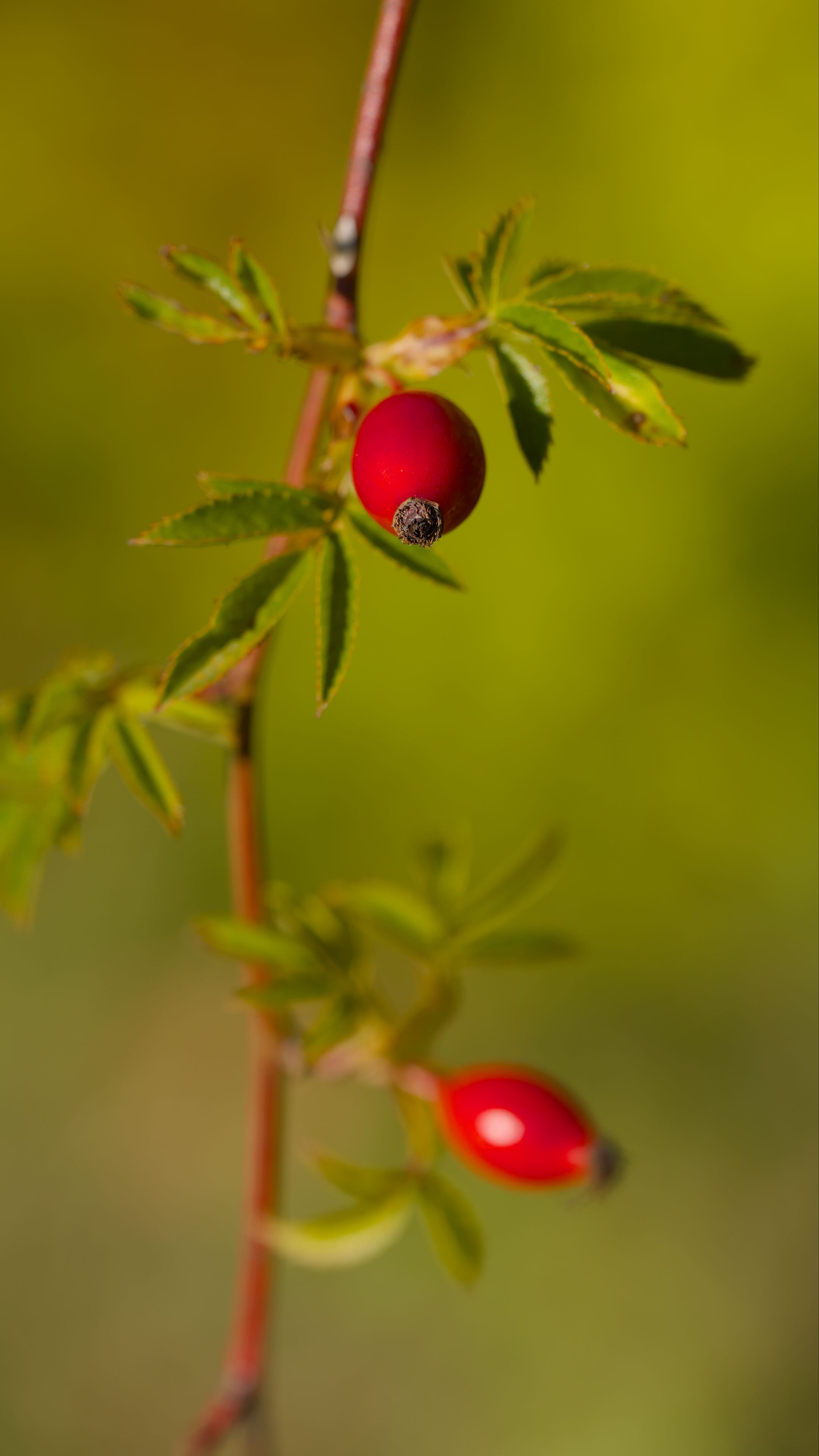 2160x3840 Wallpaper rosehip, berries, leaves, branches, macro