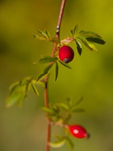 Preview wallpaper rosehip, berries, leaves, branches, macro