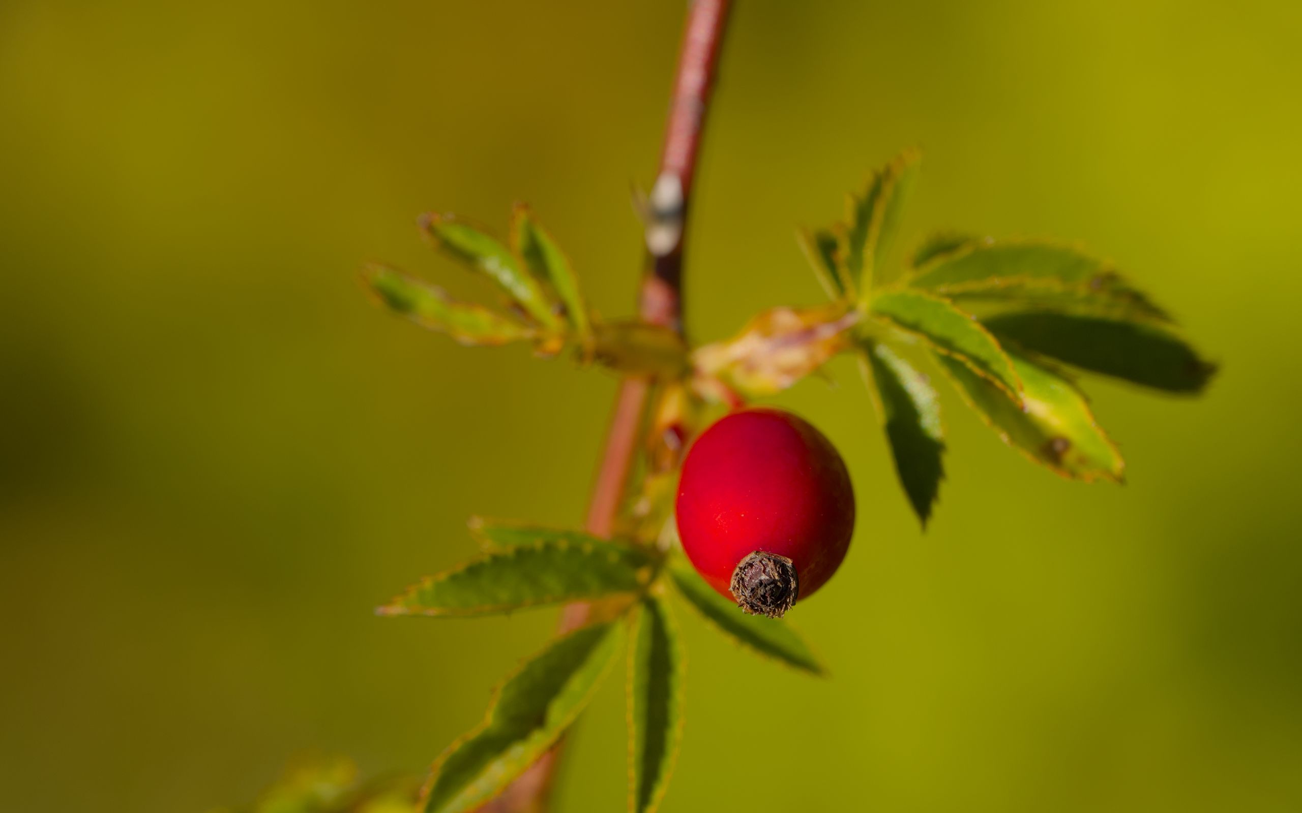 2560x1600 Wallpaper rosehip, berries, leaves, branches, macro