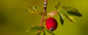 Preview wallpaper rosehip, berries, leaves, branches, macro
