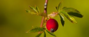 Preview wallpaper rosehip, berries, leaves, branches, macro