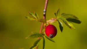 Preview wallpaper rosehip, berries, leaves, branches, macro