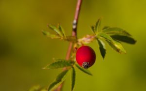 Preview wallpaper rosehip, berries, leaves, branches, macro