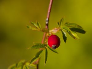 Preview wallpaper rosehip, berries, leaves, branches, macro