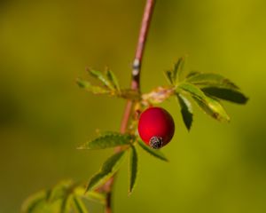 Preview wallpaper rosehip, berries, leaves, branches, macro