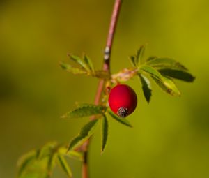 Preview wallpaper rosehip, berries, leaves, branches, macro