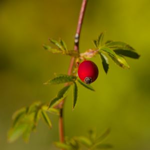 Preview wallpaper rosehip, berries, leaves, branches, macro