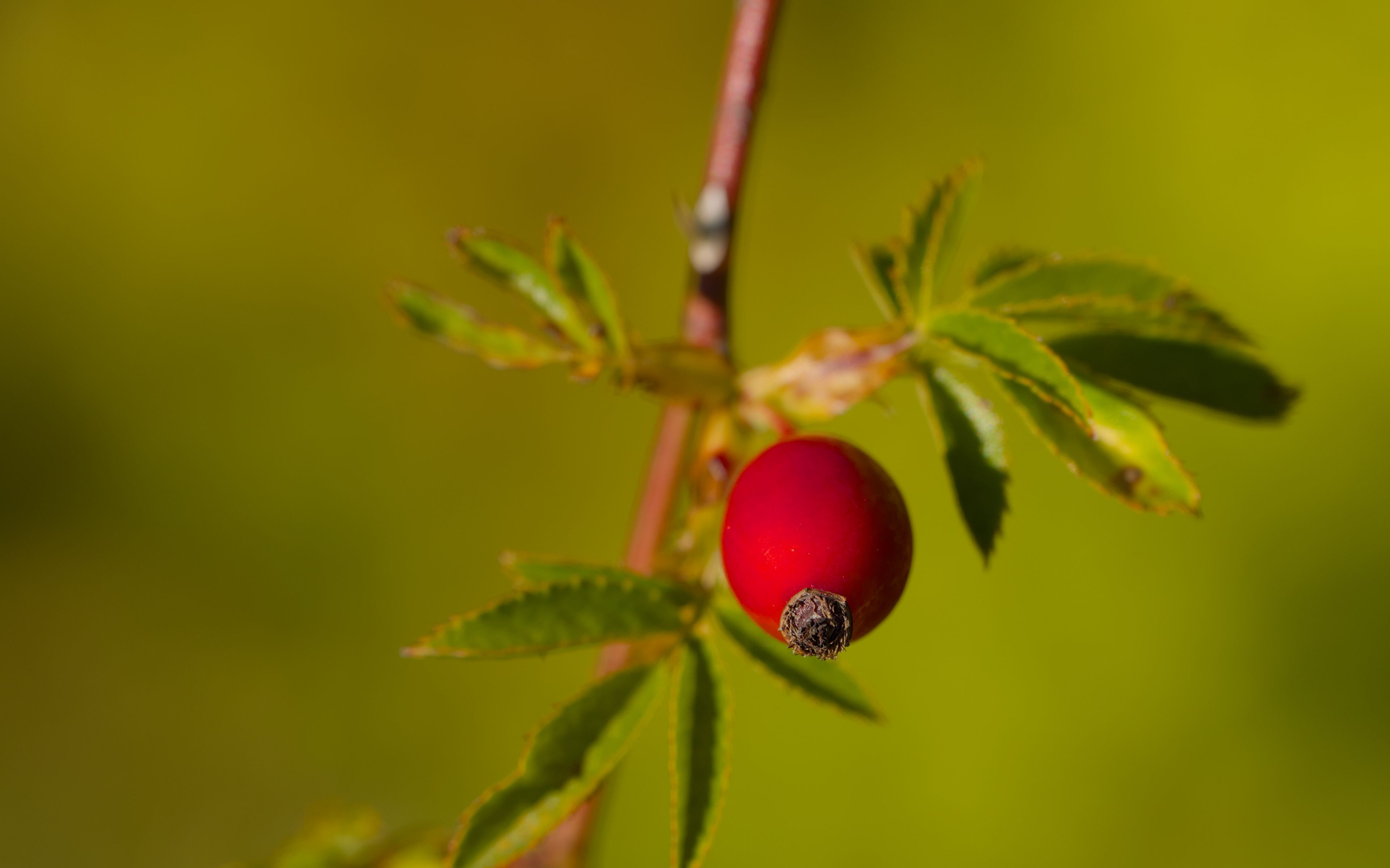 3840x2400 Wallpaper rosehip, berries, leaves, branches, macro