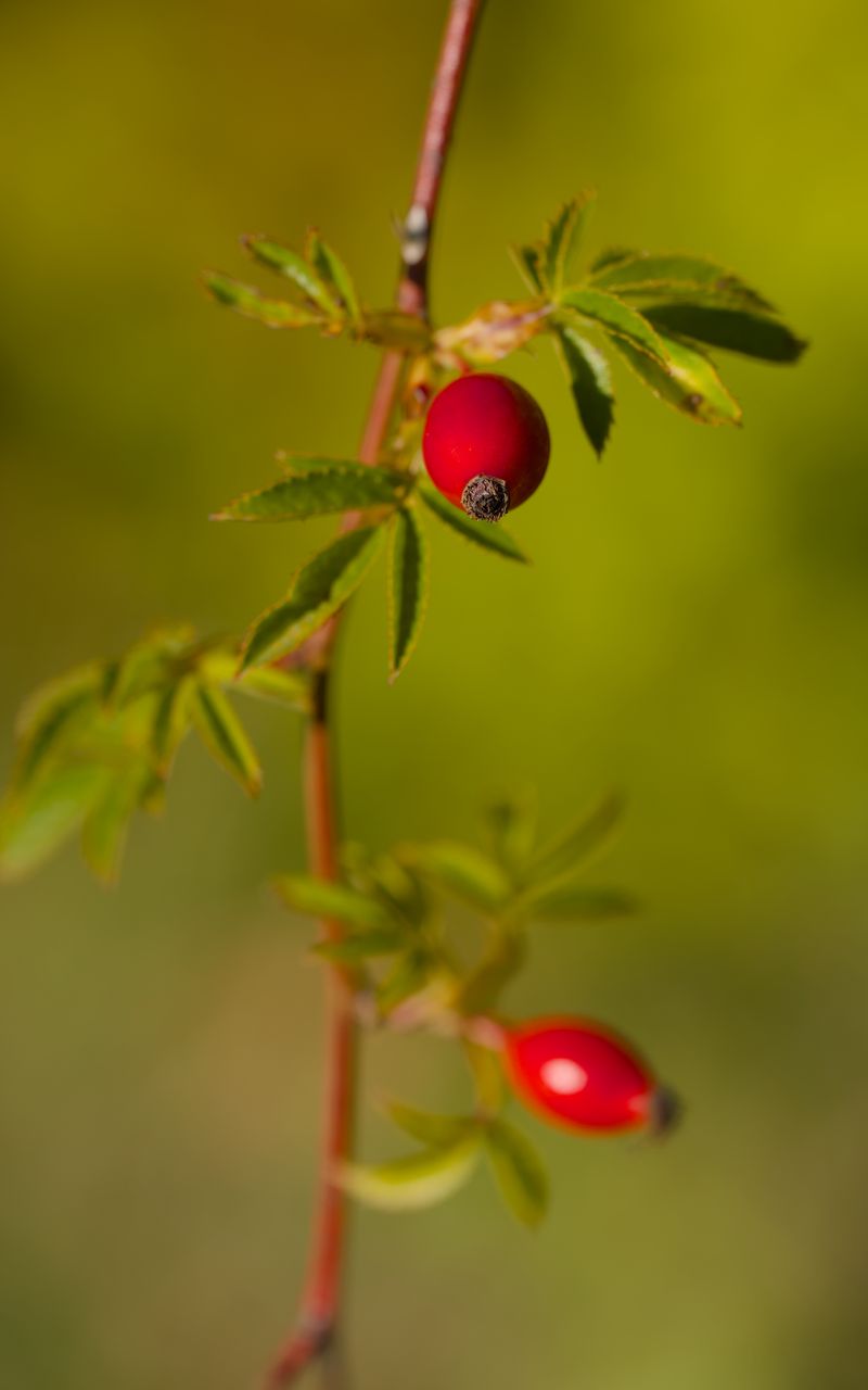 800x1280 Wallpaper rosehip, berries, leaves, branches, macro