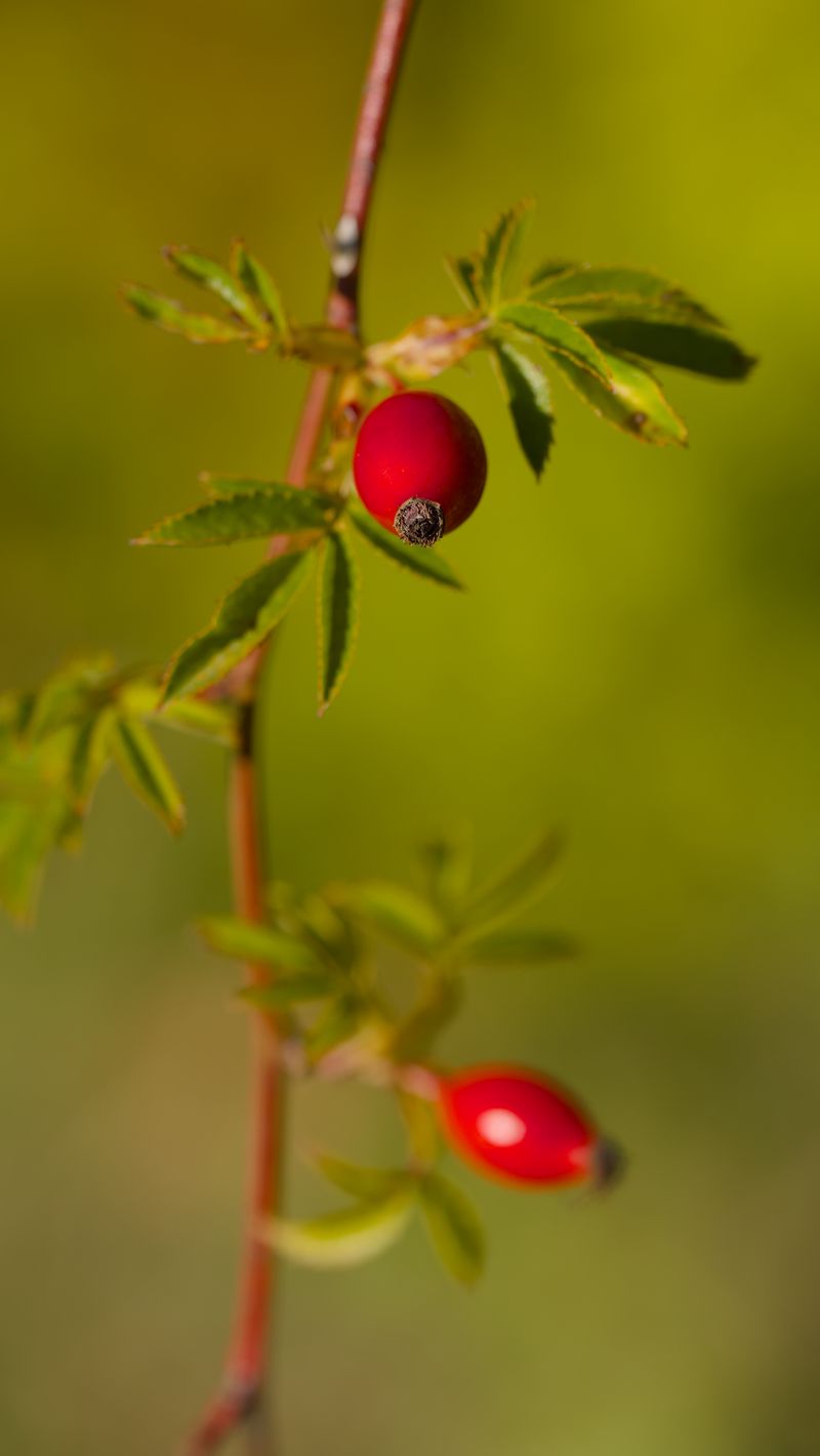 800x1420 Wallpaper rosehip, berries, leaves, branches, macro