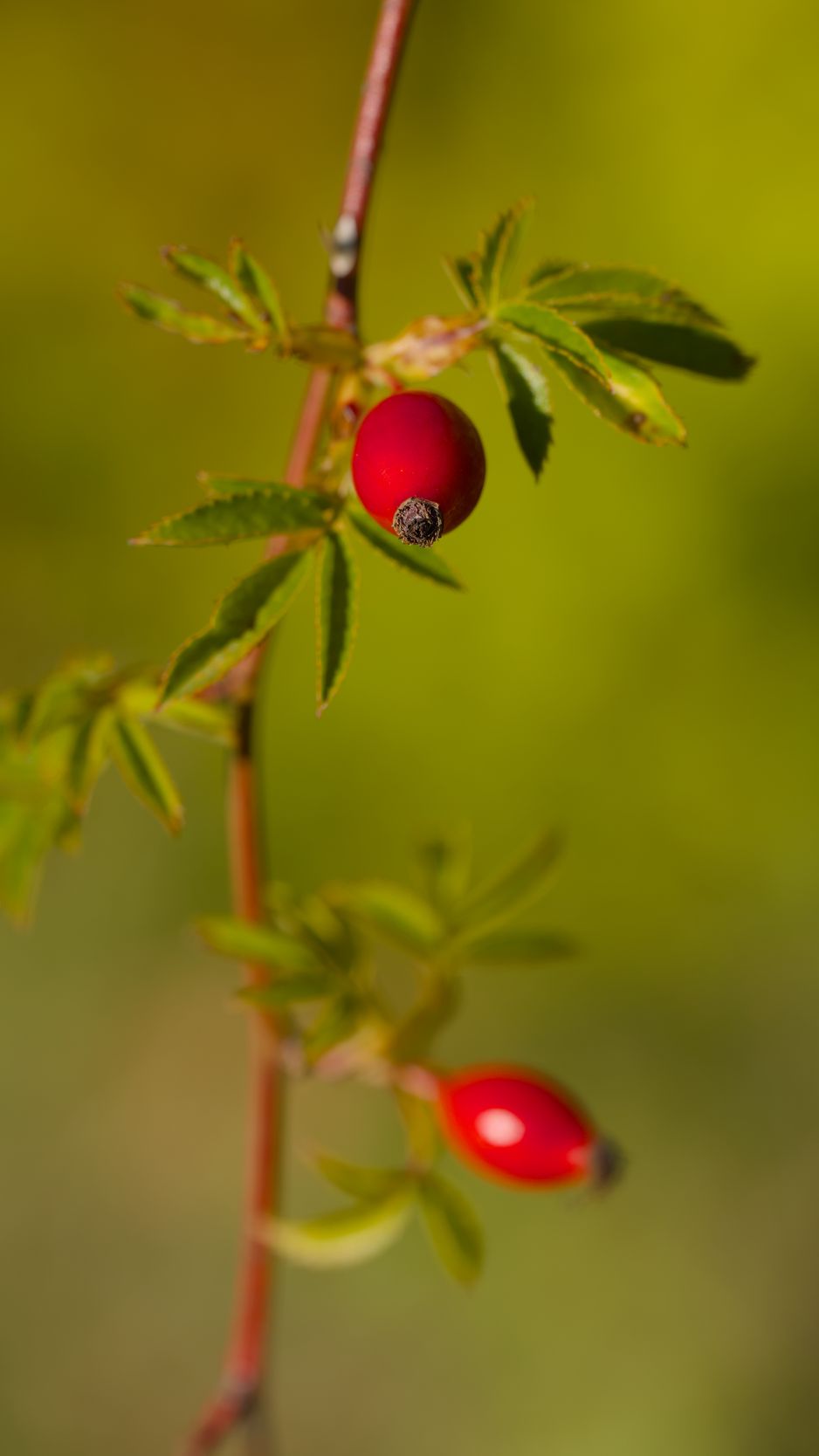 938x1668 Wallpaper rosehip, berries, leaves, branches, macro