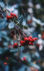 Preview wallpaper rosehip, berries, red, branch, plant