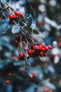 Preview wallpaper rosehip, berries, red, branch, plant