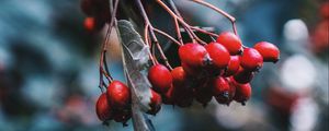 Preview wallpaper rosehip, berries, red, branch, plant