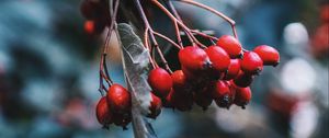 Preview wallpaper rosehip, berries, red, branch, plant