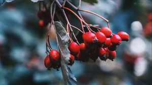 Preview wallpaper rosehip, berries, red, branch, plant