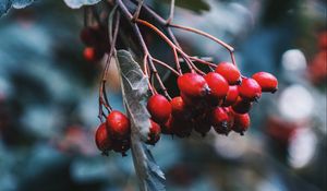 Preview wallpaper rosehip, berries, red, branch, plant