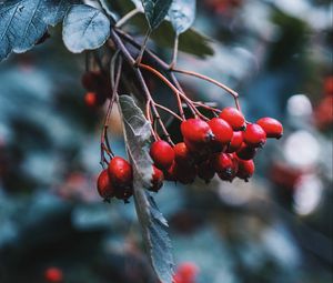 Preview wallpaper rosehip, berries, red, branch, plant