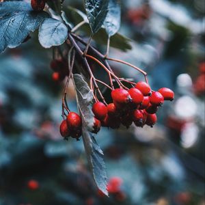 Preview wallpaper rosehip, berries, red, branch, plant