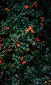 Preview wallpaper rosehip, bush, berries, leaves, plant