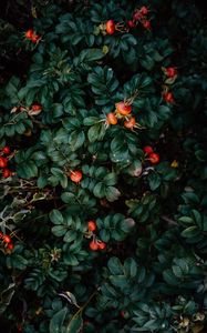 Preview wallpaper rosehip, bush, berries, leaves, plant